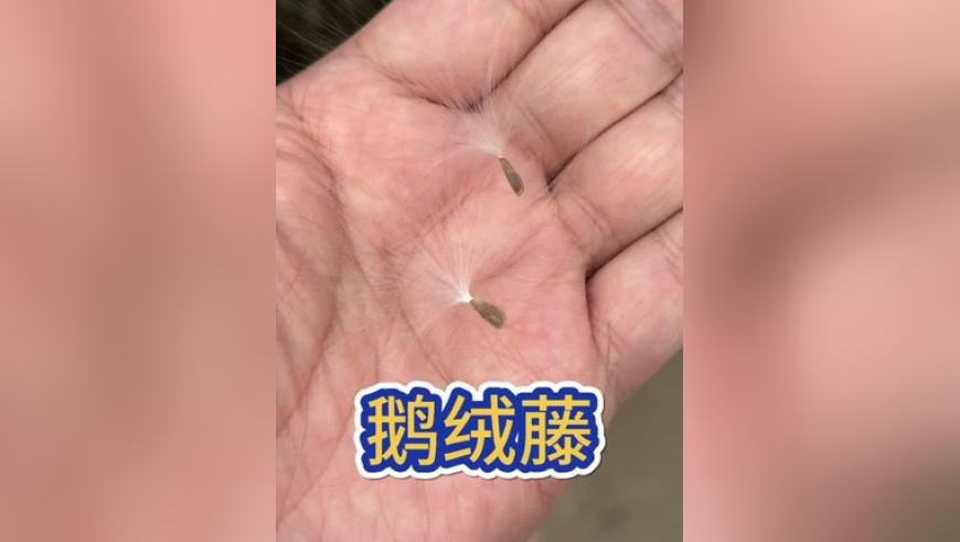 哪吒娘主打个一问三不知,2025年今晚买什么码新澳门118图库,决策资料解释落实_手机版V7.24